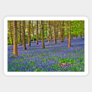 Bluebells Bluebell Woods Greys Court Oxfordshire UK Sticker